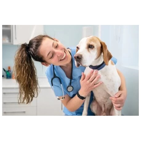 Corso assistente veterinario